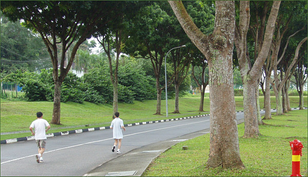 Running on the road can be fatal, photo by Francis Chin at Buangkok Green, Singapore