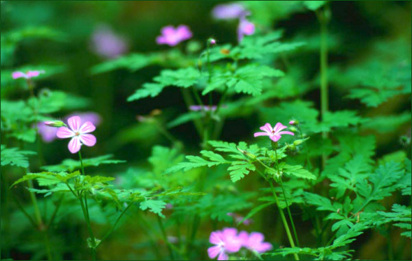 Flowers in a sea of green, life and beauty