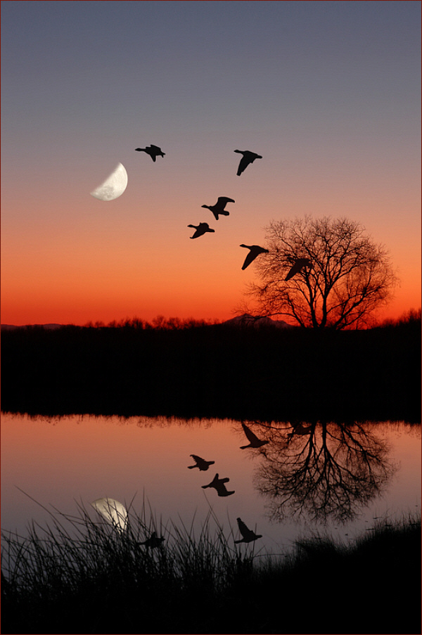 Wild geese over a moonlit lake