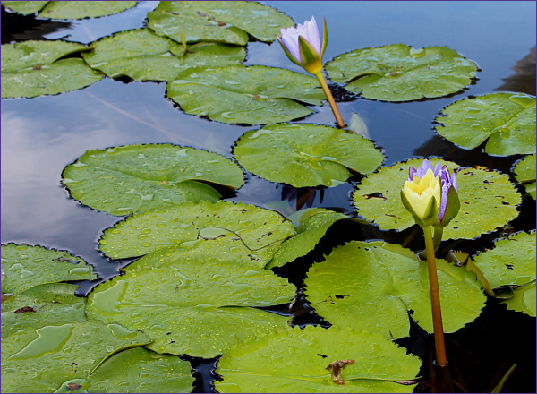 Beauty of the lotus blooms in a temple pond